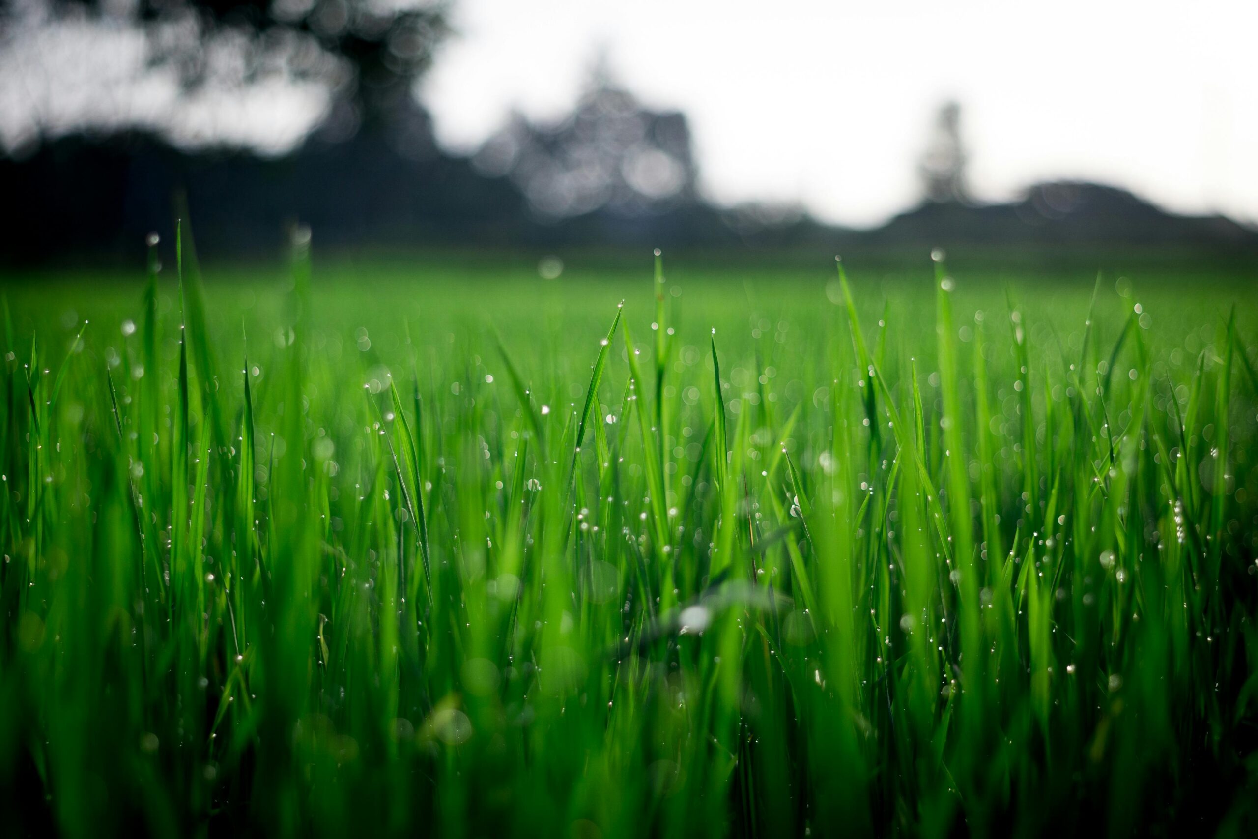 Why is Grass Green? 🌱 – AI Explains